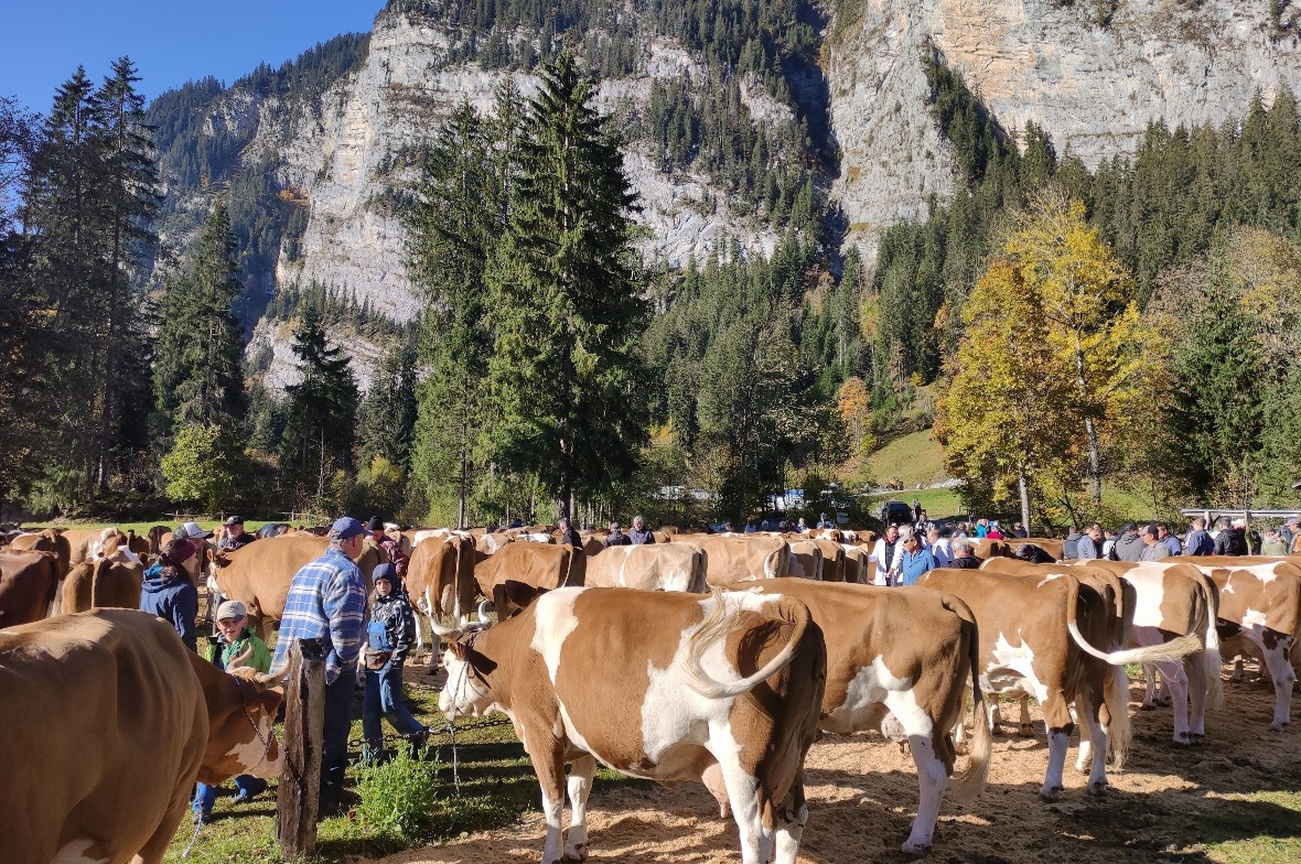 Die Herbstviehschau Anger ist ein beliebter Treffpunkt für Jung und Alt.