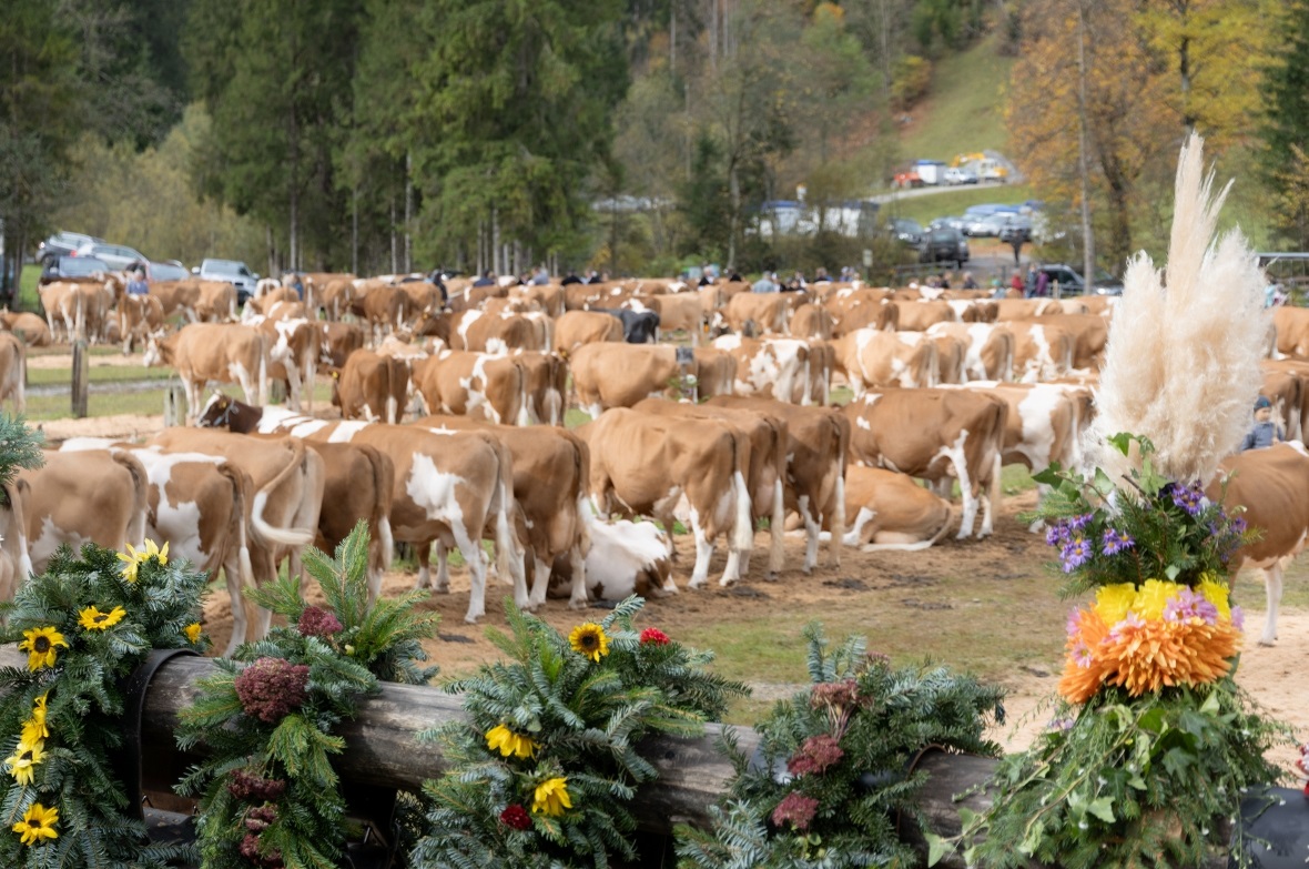 Die Herbstviehschau Anger mit rund 200 Kühen auf Platz.