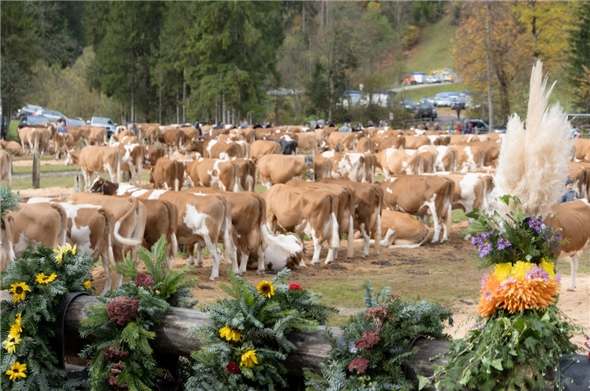Die Herbstviehschau Anger mit rund 200 Kühen auf Platz.