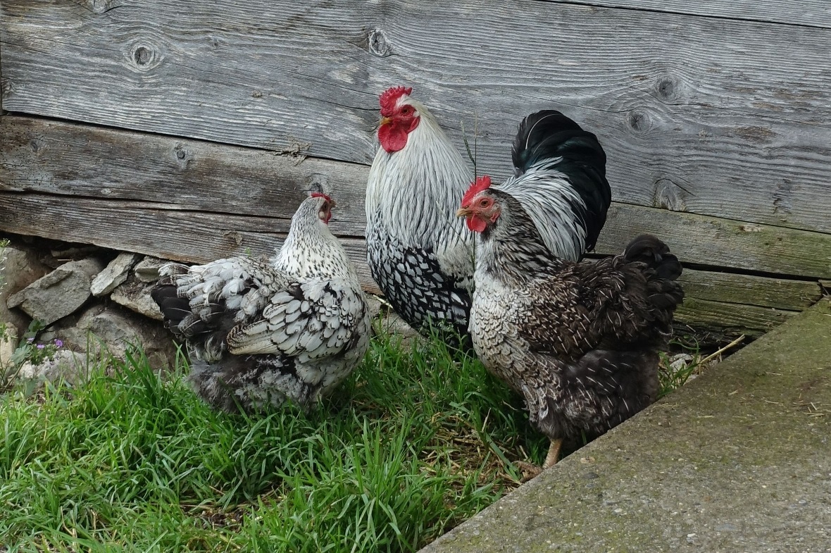 Die Hühner und der „Güggel“ leben auf der Alp Mittelberg tagsüber in Freiheit.