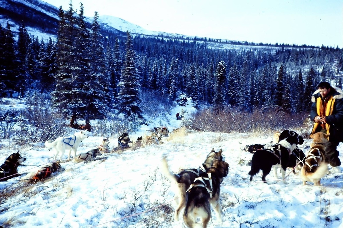 Die Hunde können die Weiterfahrt fast nicht abwarten.