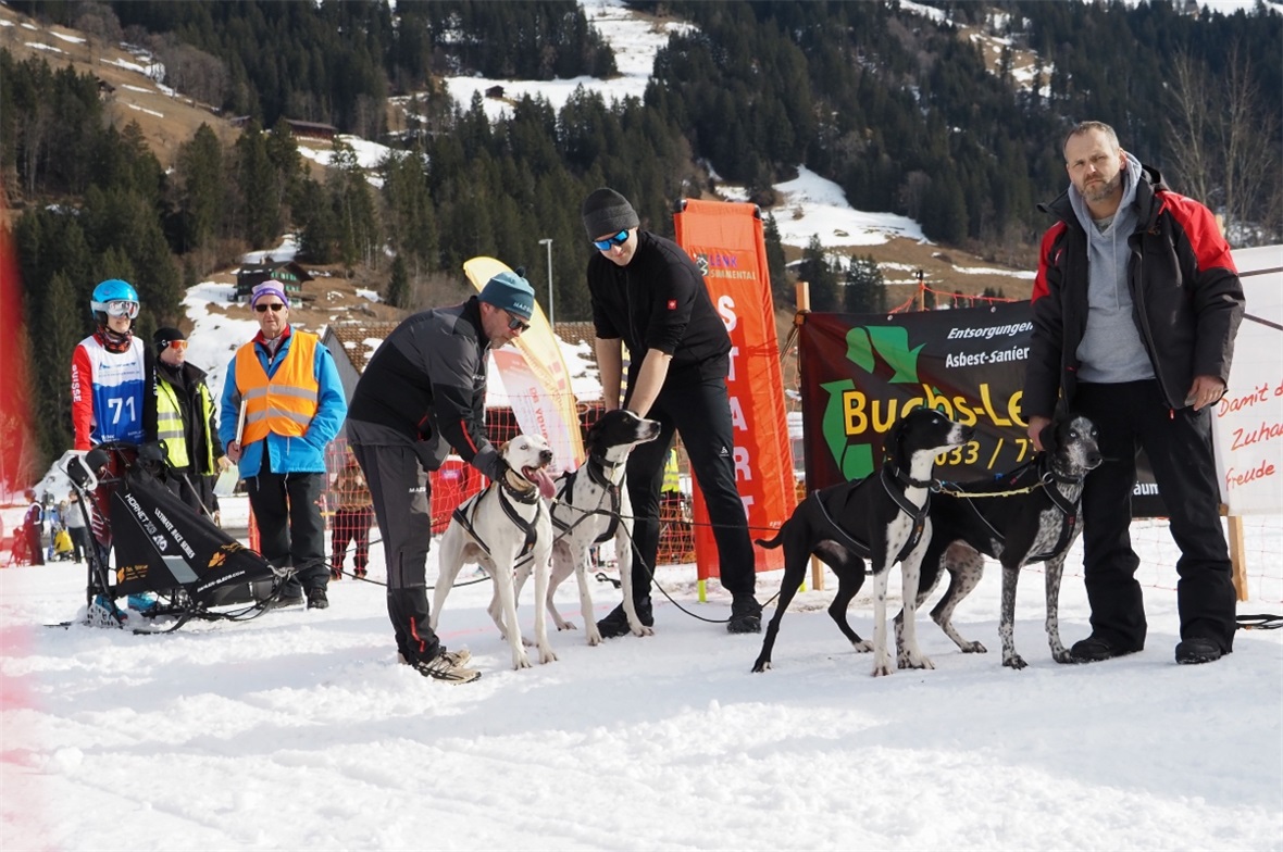 Die Hunde werden für den Start vorbereitet