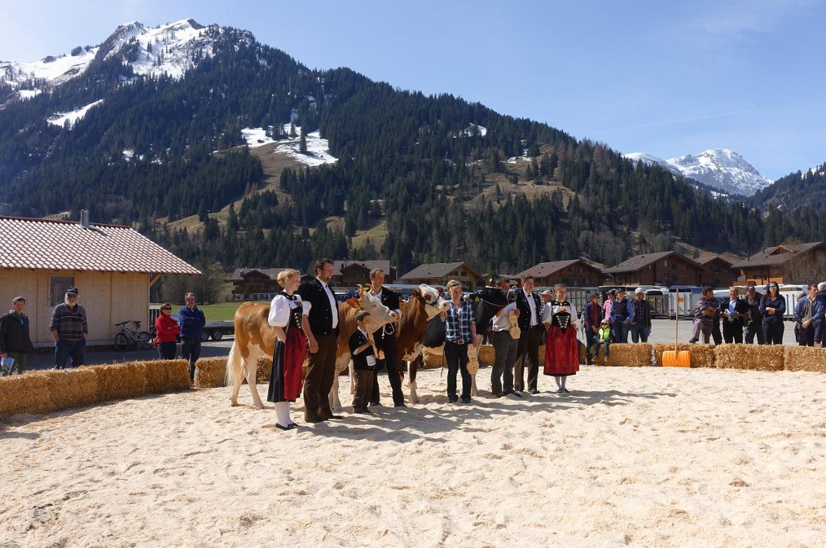 Die Jungzüchter-Rinder, umrahmt von den Ehrendamen Larissa Perren und Christa Zü...