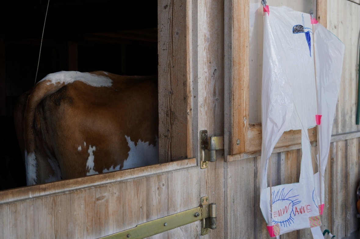 Die Kühe auf der Alp bekamen vom Drachenflugtag nur wenig mit. Bei über 30 Grad ...