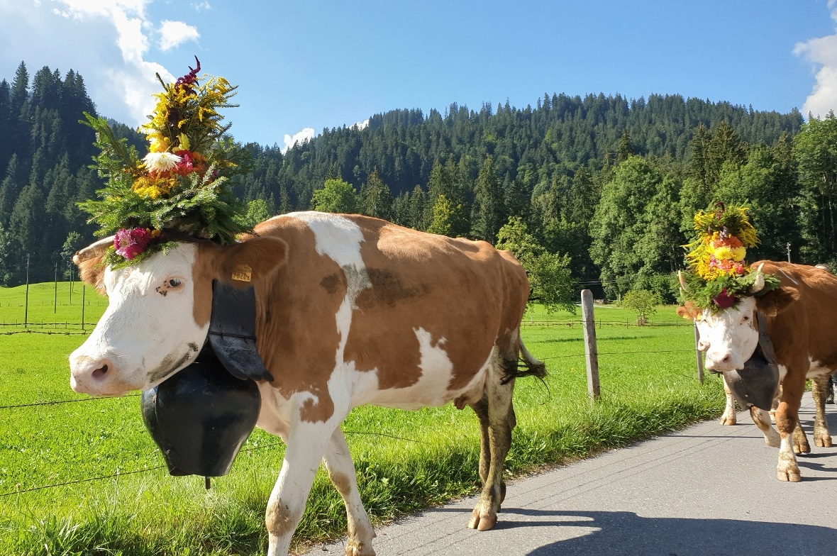 Die Kühe der Familie Freidig von der Alp Ruefstafel trugen stolz ihren Kopfschmu...