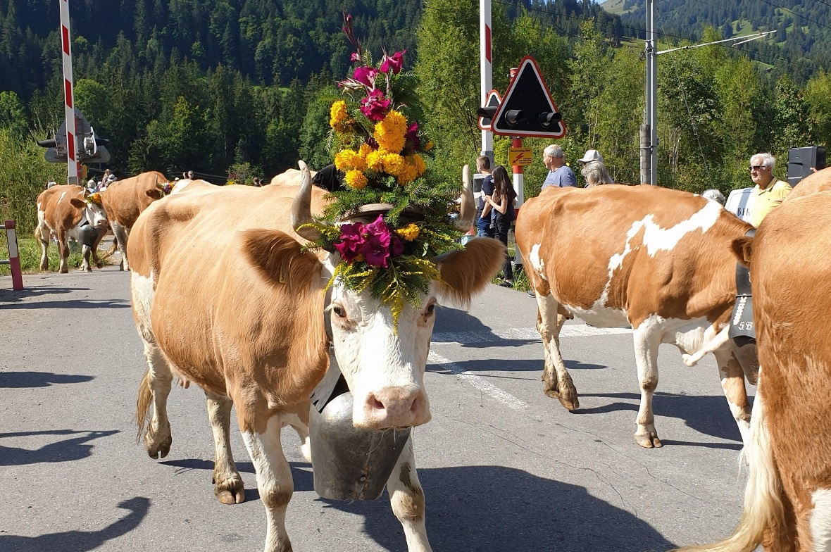 Die Kühe von der Alp Ziggerritz waren prächtig geschmückt.