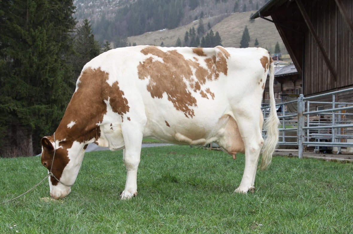 Ehrung für hohe Lebensleisung Die Kuh Narzisse hat eine Lebensleistung von über 100000kg Milch erreicht.