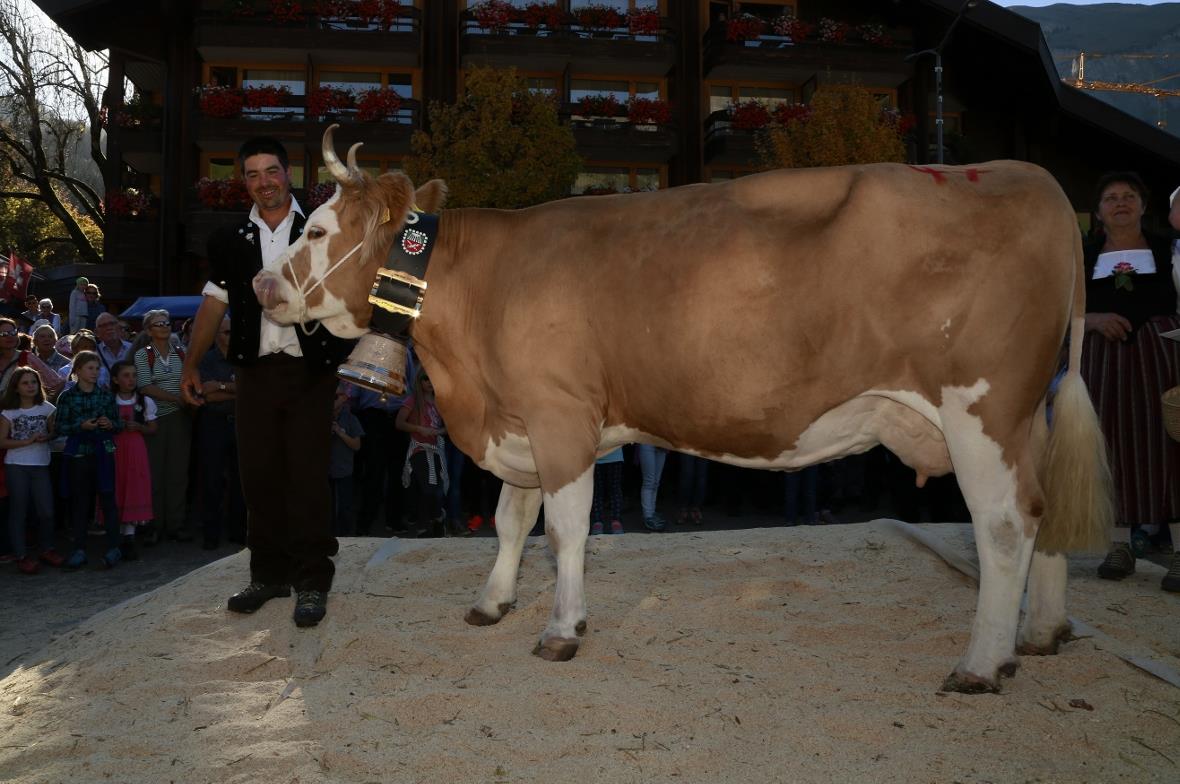 Die Lenk im Simmental hat eine neue Miss, eine Vierbeinige! Sie heisst Kastanie,...