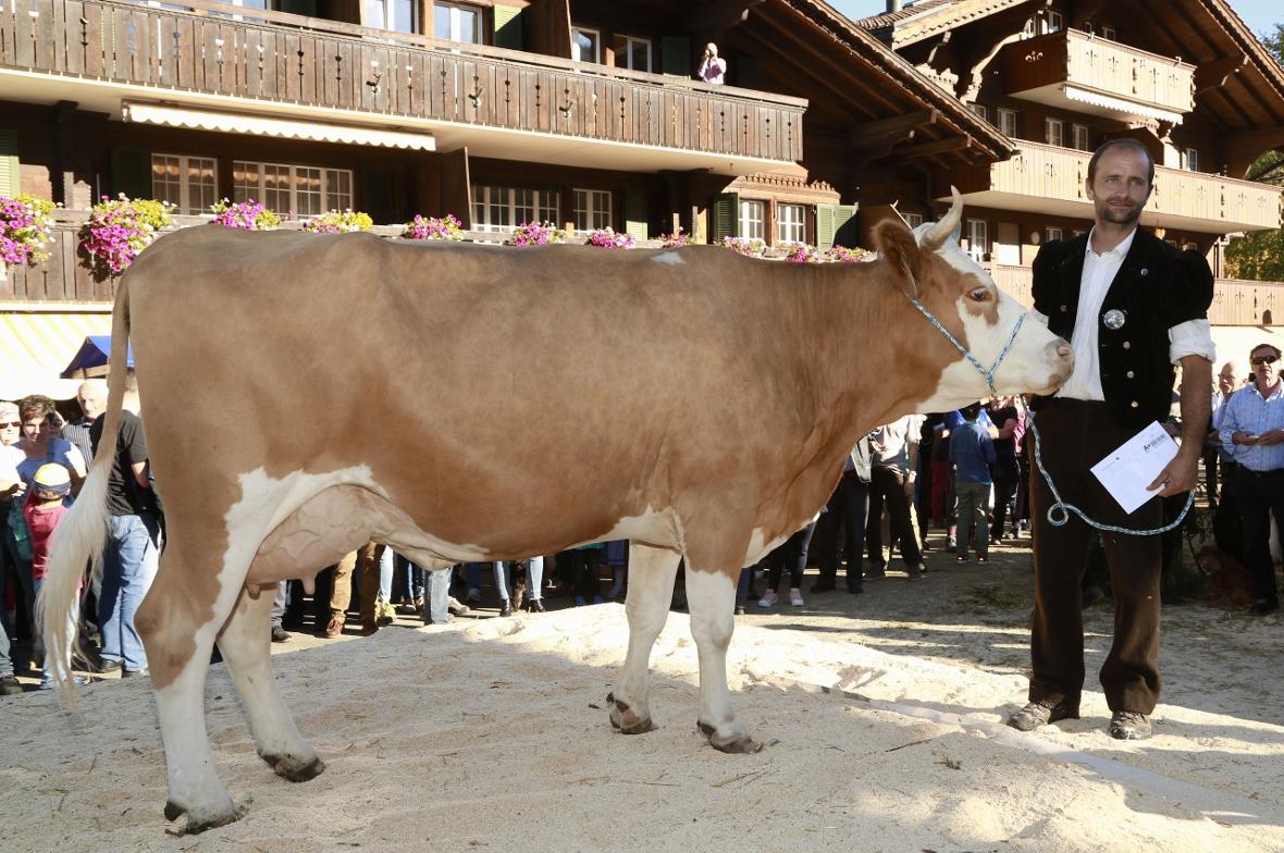 Die Lenk im Simmental hat eine neue Miss, eine Vierbeinige! Sie heisst Kastanie,...