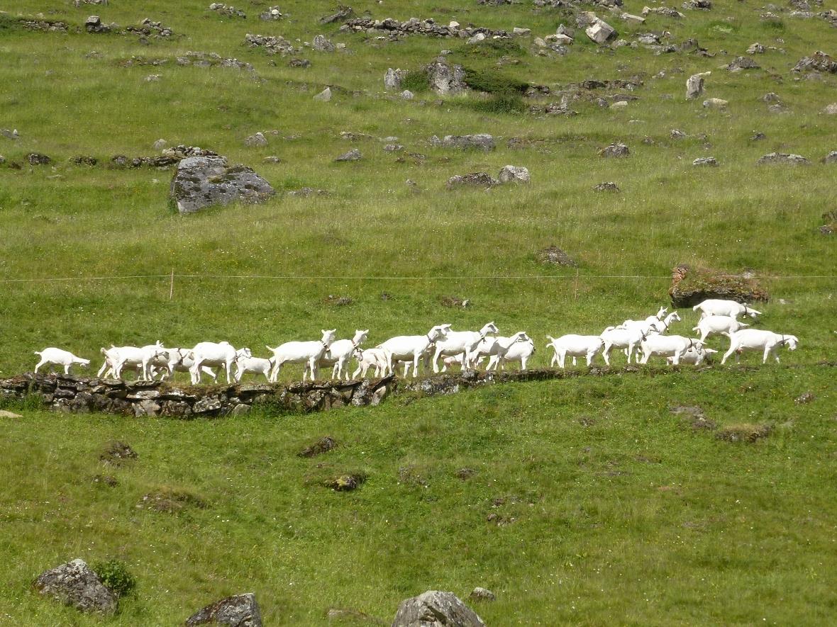 Die Milchliferanten auf der Suche nach guten Kräutern.