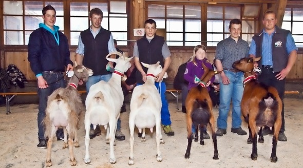 Die Miss Saanen Ziege heisst ELMIRA und stammt aus Zweisimmen.