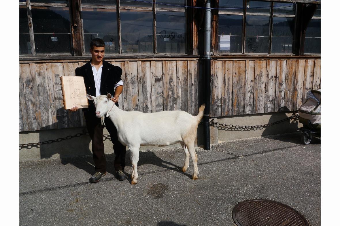 Die Miss der Saanen-Ziegen «Miranda» vom Besitzer Manfred Müller. Präsentiert wurde die Schönste der Schönen von Manuel Müller.