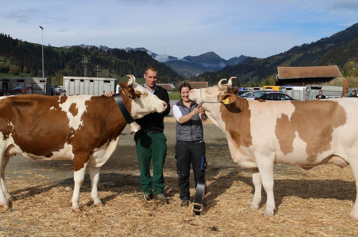Die Missen der Gründungsschau: Miss SF Oxana (links) und Miss Schöneuter SI Edelweiss stehen stolz für das neue «Wir-Bewusstein» der Zweisimmer Viehzüchter. Ueli Lörtscher und Sabrina Brönnimann führten die Missen im Ring.