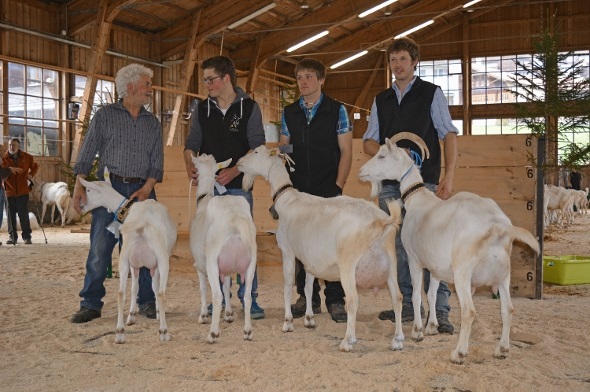 Die Missen der Rasse Saanen und ihre Besitzer: Junioren Miss, Star von Ueli Perren; Junioren Miss Schöneuter, Lilifée von Thomas Kobel; Miss, Elke von Daniel Janzi; Miss Schöneuter, Sina von Daniel Eschler.