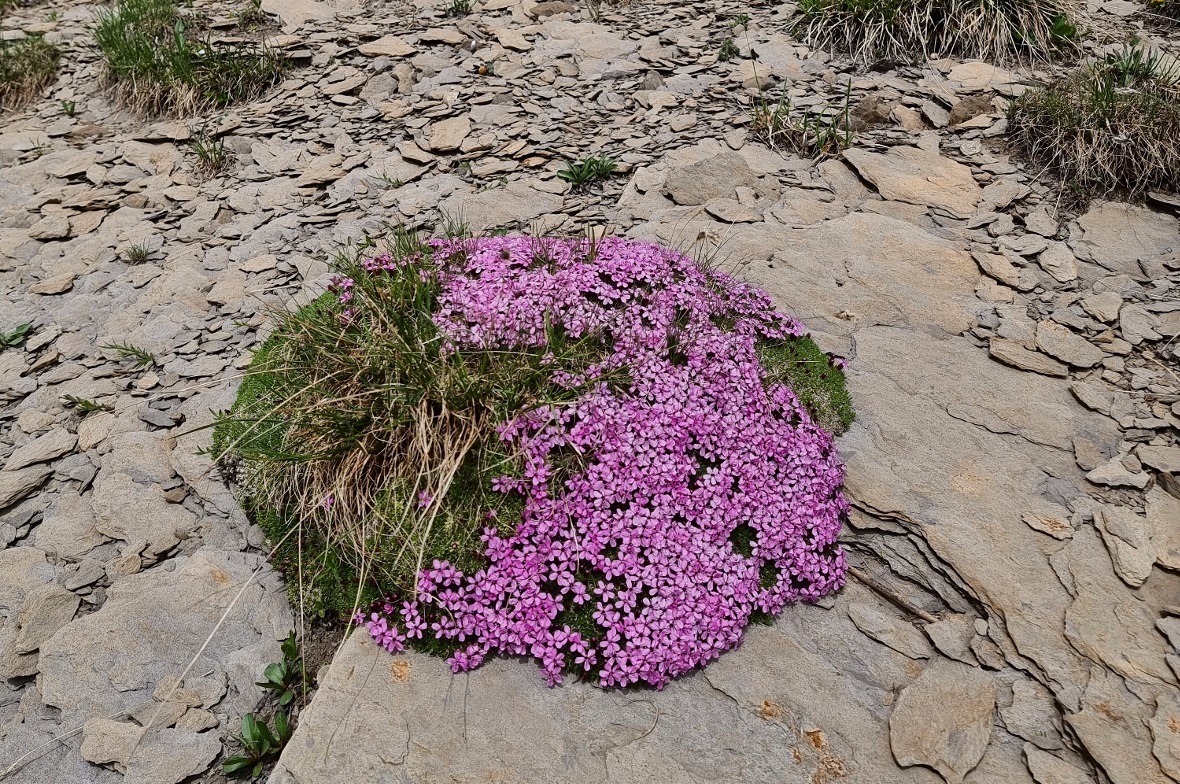 Die Polsternelke am Rawylpass erzeugt ihr eigenes Mikroklima, wie alle alpinen Pflanzen.