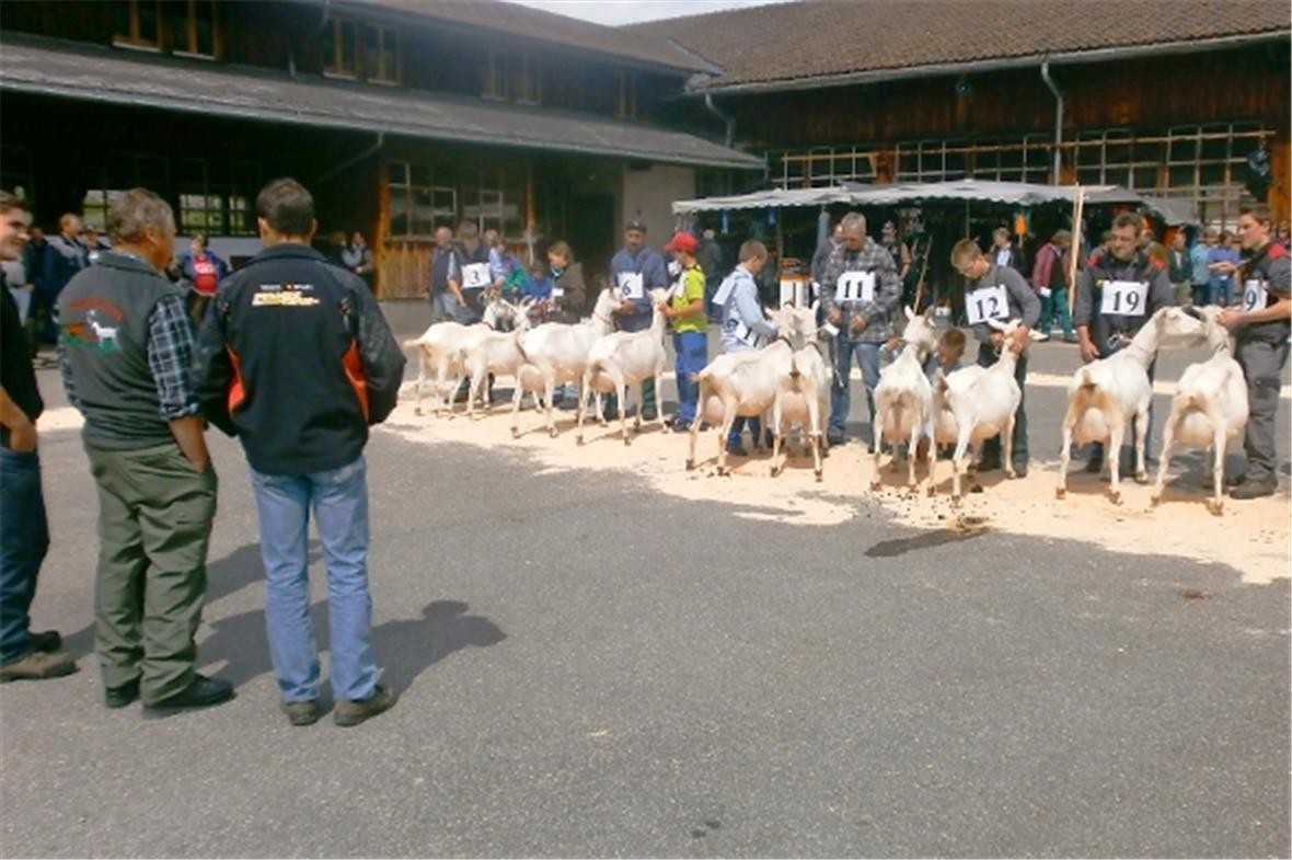 Die Preisrichter mussten sich entscheiden. Hier beim Mutter-Tochter Wettbewerb Saanenziegen