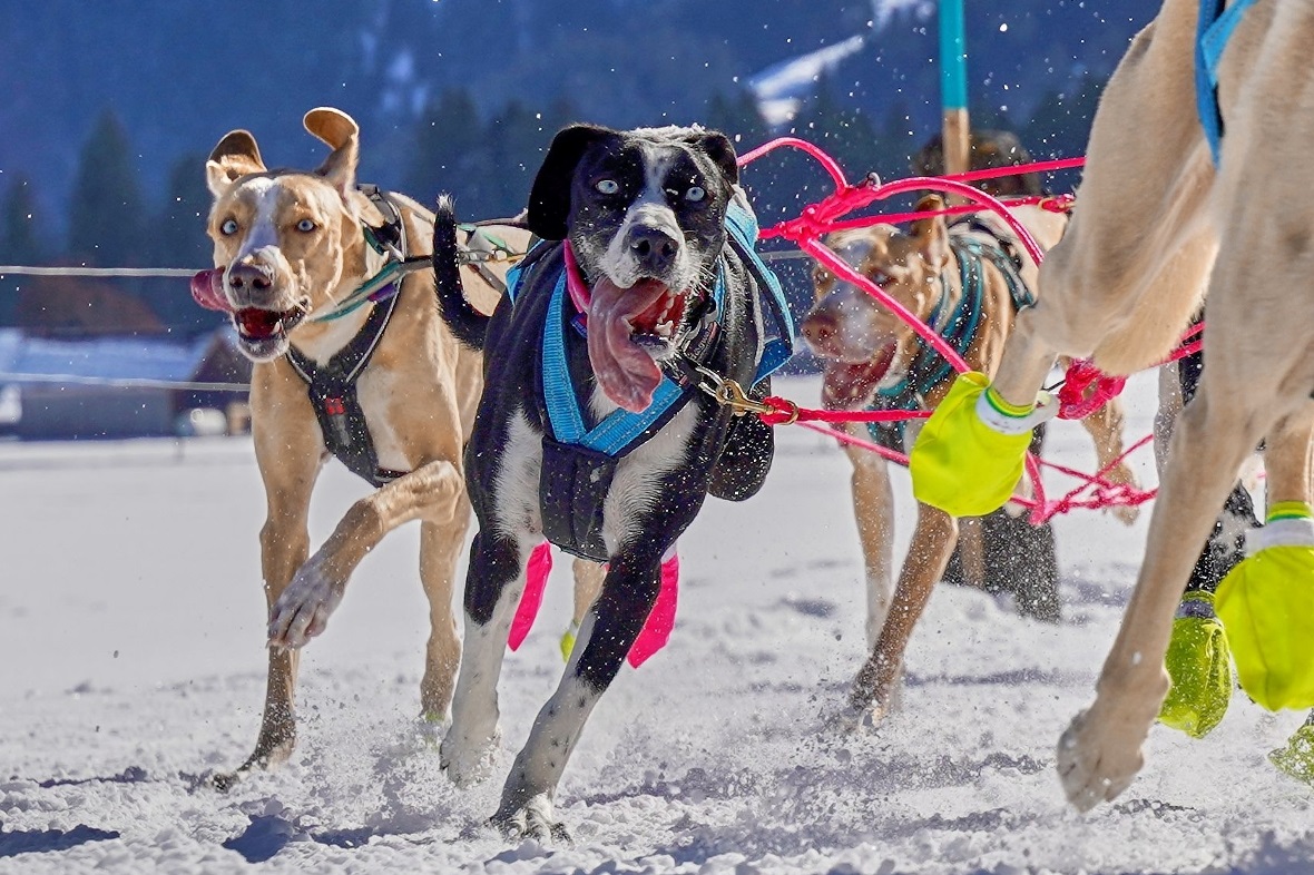 Die Redaktion weiss auch nicht, wo er die Zunge normalerweise versteckt. 
