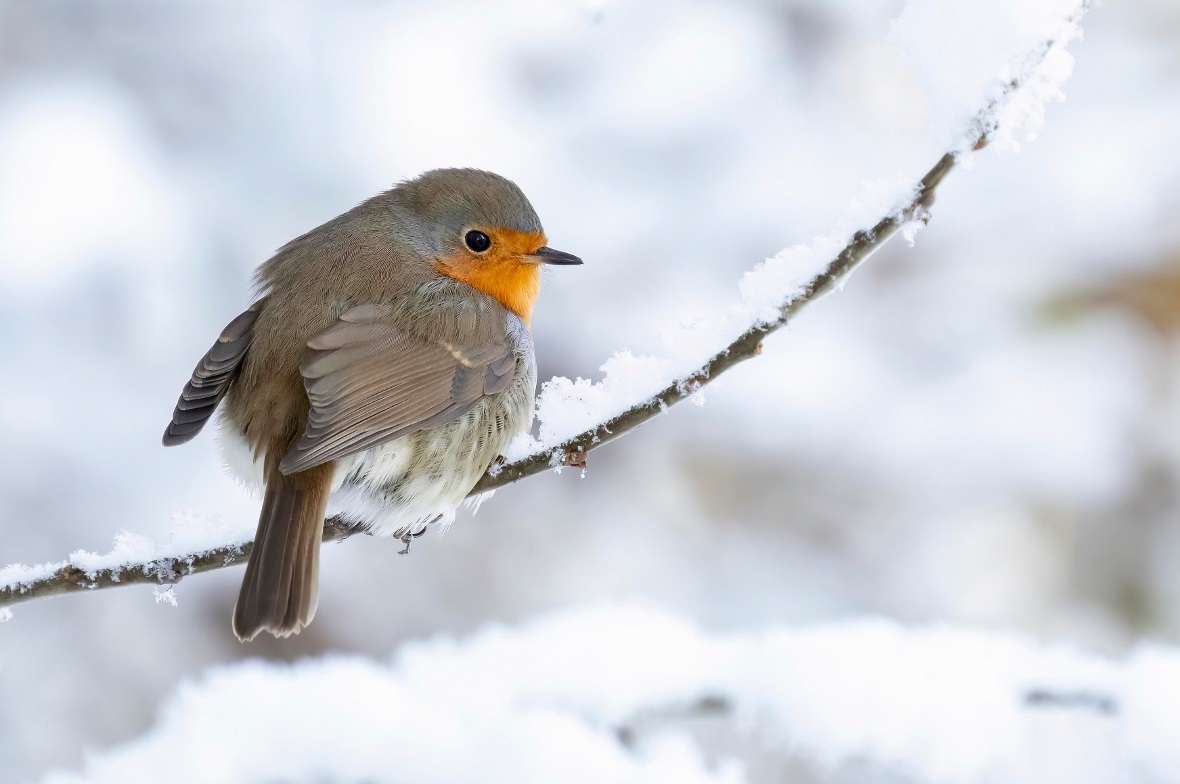 Die Rotkehlchen, die im Winter bei uns sind, sind nicht dieselben wie die Brutvögel im Frühling und Sommer.