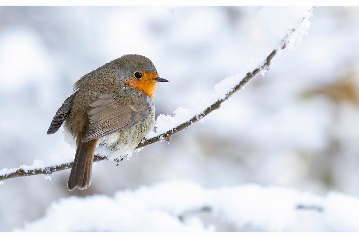 Die Rotkehlchen, die im Winter bei uns sind, sind nicht dieselben wie die Brutvö...