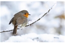 Die Rotkehlchen, die im Winter bei uns sind, sind nicht dieselben wie die Brutvö...
