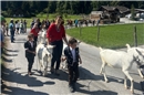 Die Saanengeissen von der Alp Flösch nach dem langen Marsch ins Tal.