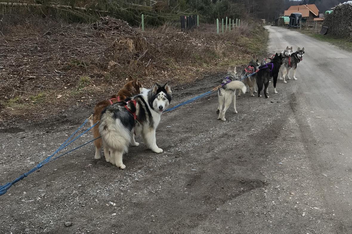 Die Schweizermeisterin mit ihren Hunden am Bantiger