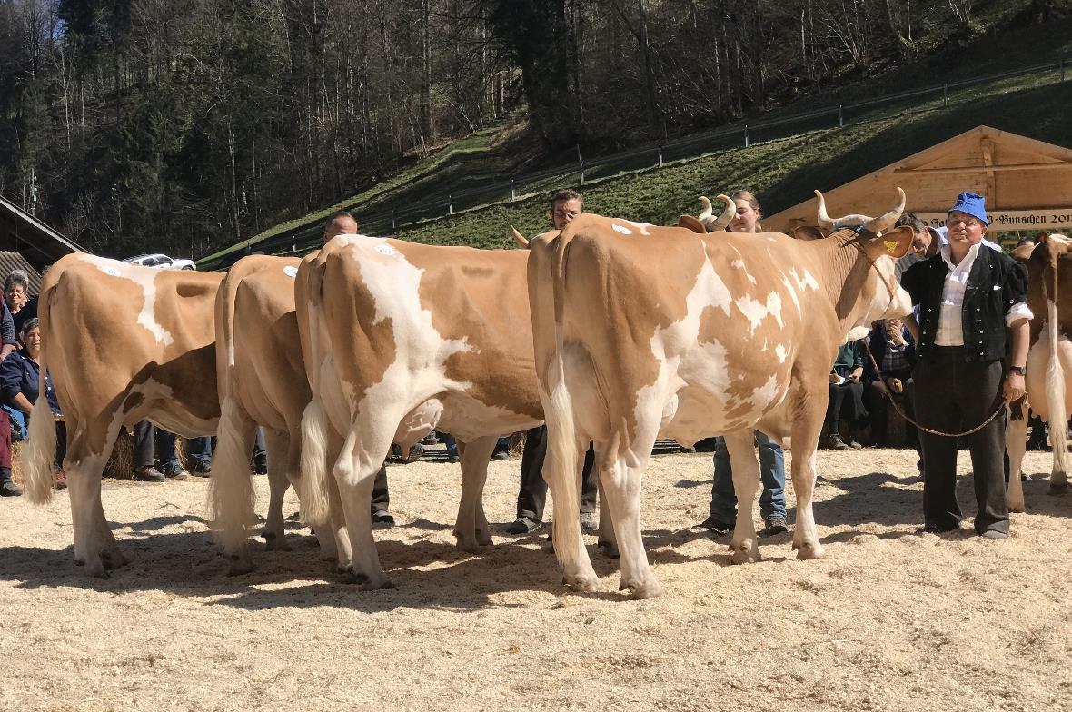 Die Simmentaler Kühe warten geduldig auf ihre Kürung