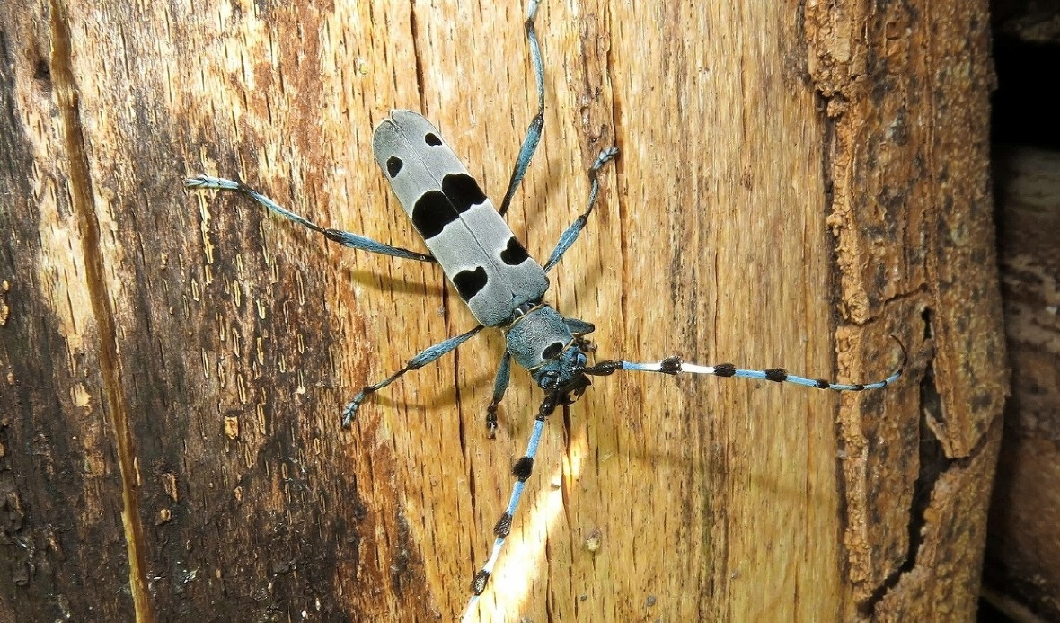 Die Wiederansiedlung des Alpenbock-Käfers kann man im Diemtigtal auf dem eigens ...