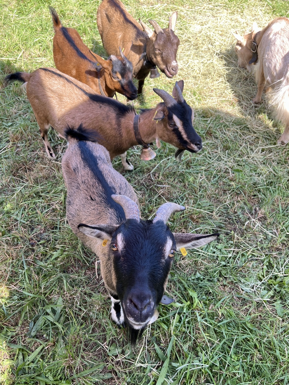 Die Ziegen im Streichelzoo liessen sich von der Hitze nicht stören.