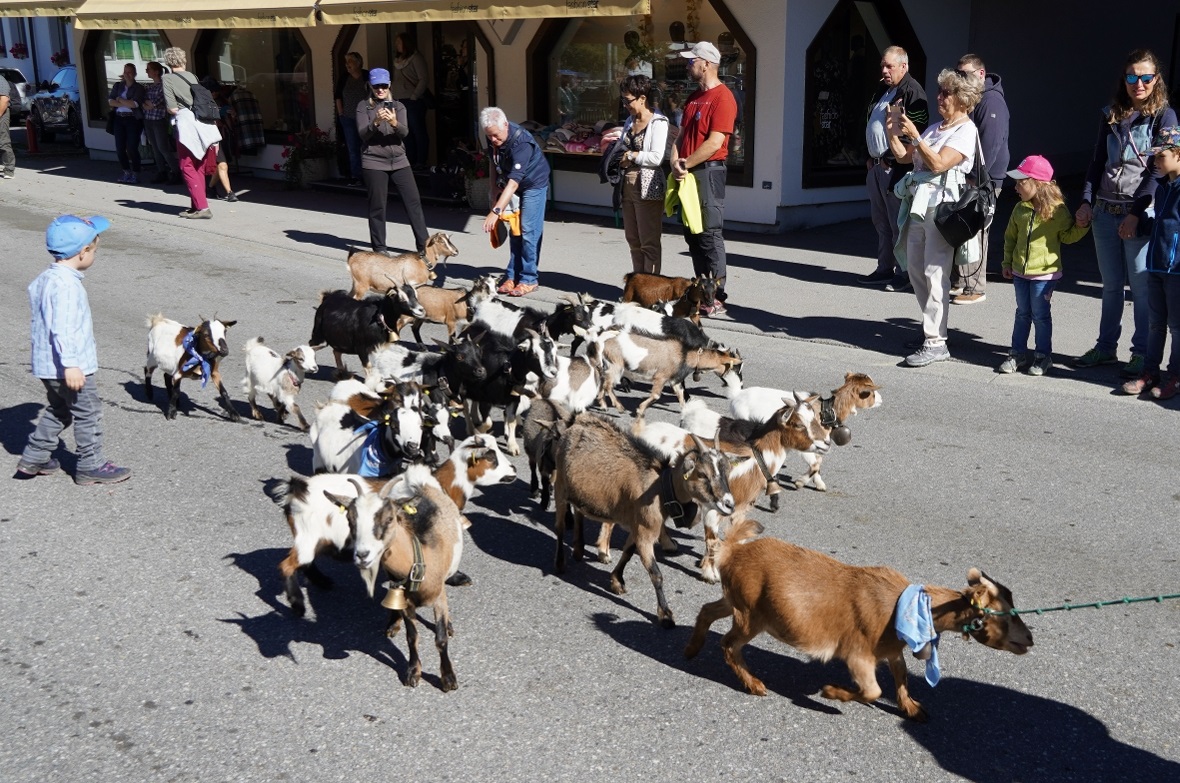 Die Zwergziegenherde charmierte dem Publikum.
