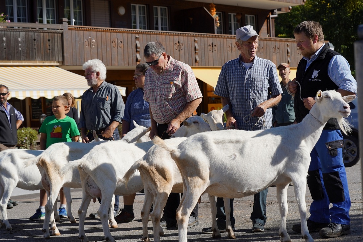 Die am höchsten bewerteten Tiere wurden für die Miss-Wahlen noch einmal aufgeruf...