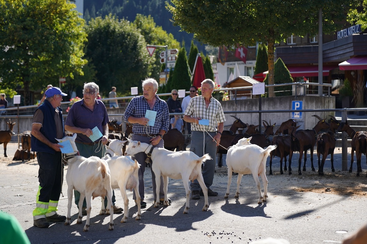 Die am höchsten bewerteten Tiere wurden für die Miss-Wahlen noch einmal aufgeruf...