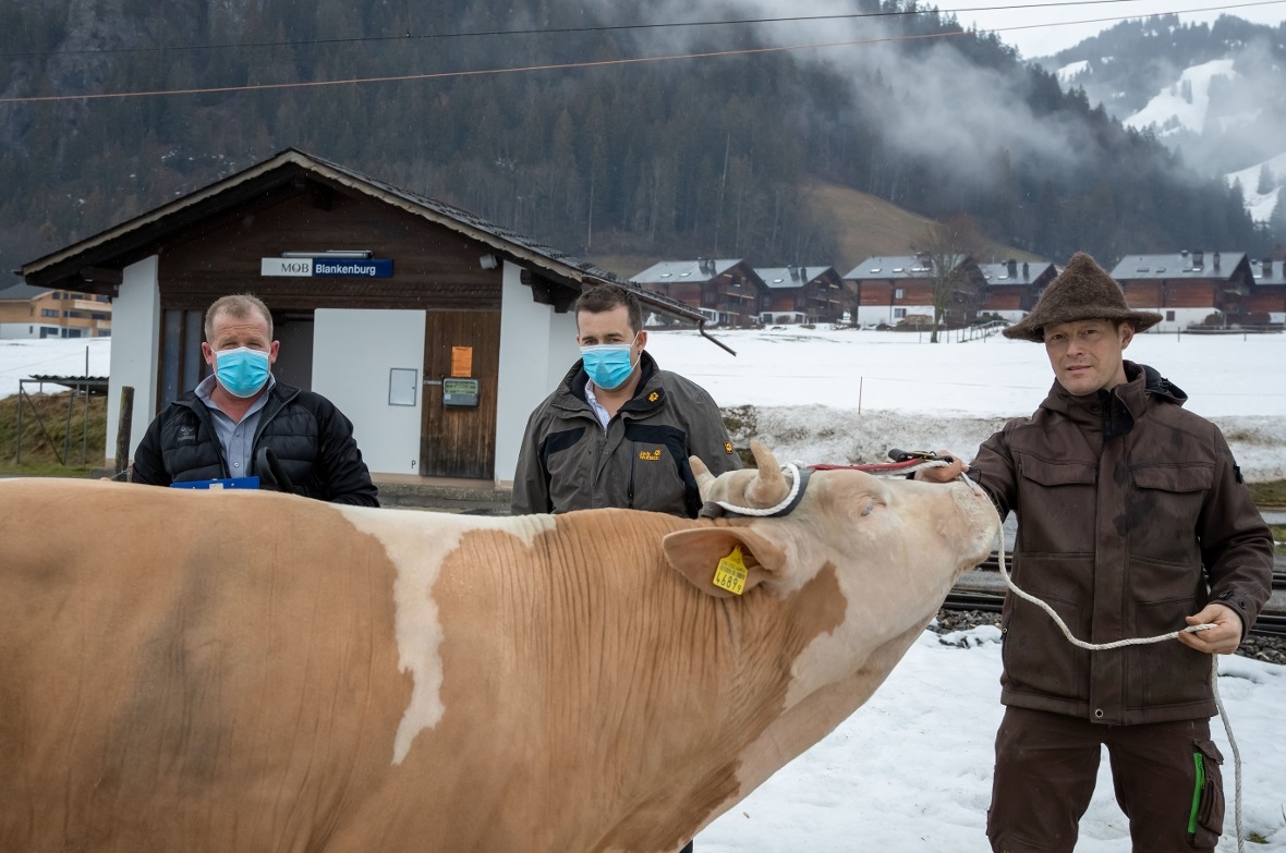 Die beiden Experten Jakob Schenk und Rolf Dummermuth schauen genau hin. als Züch...