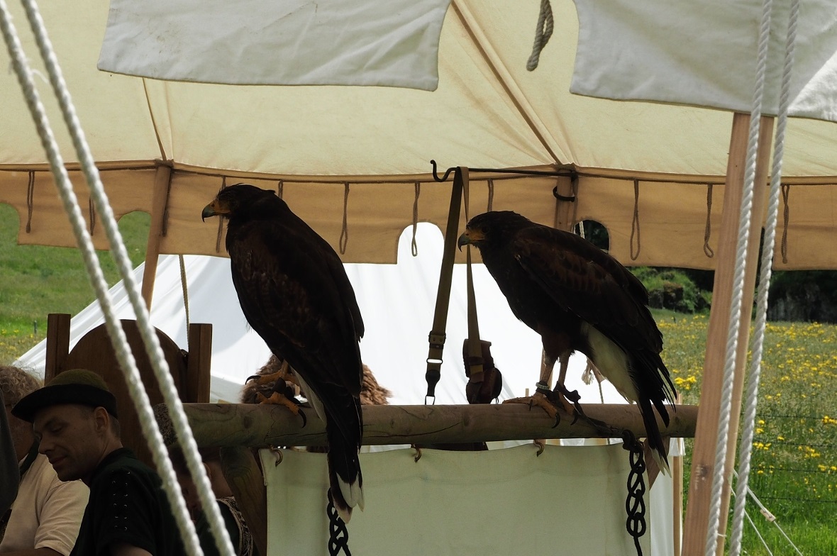 Die beiden Harris-Hawk, oder auch Wüstenbussarde.