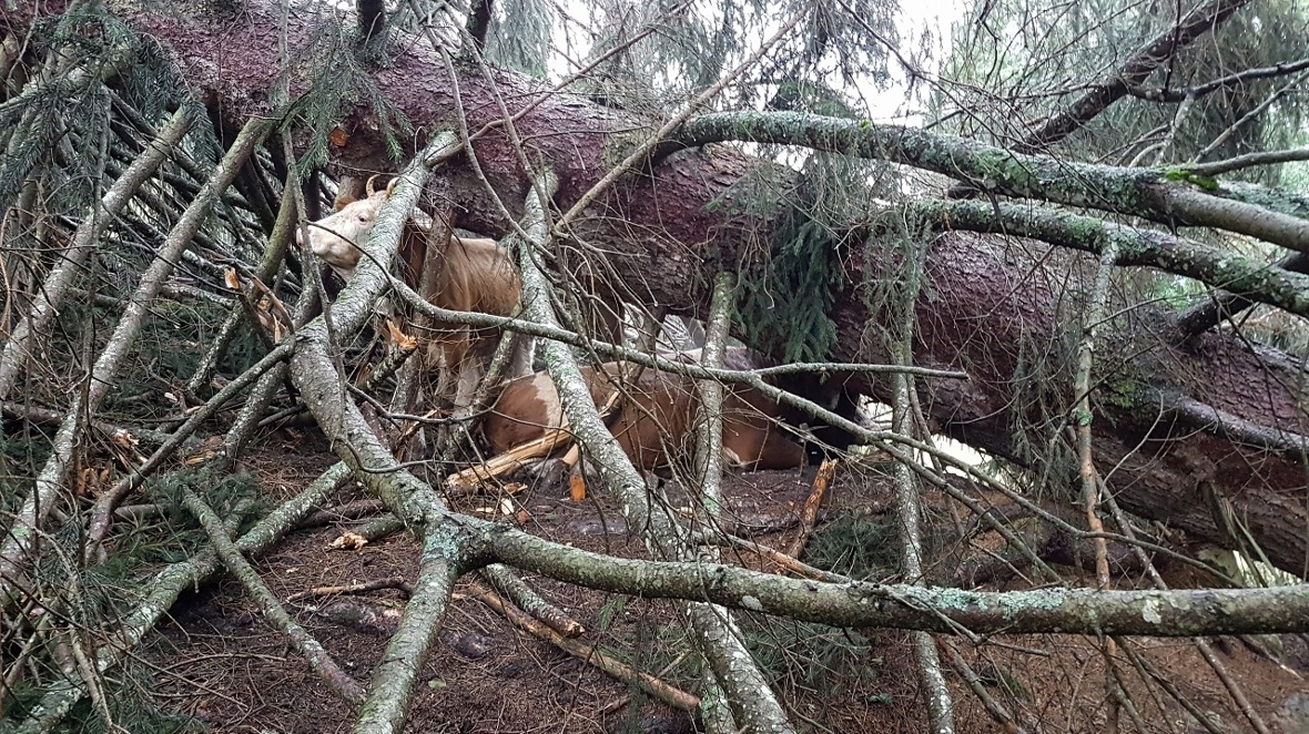 Die drei Rinder unter der Rottanne.