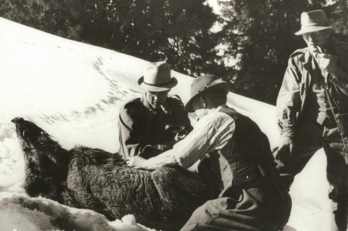 Die in Boltigen erlegte Wildsau in den 1930/40er-Jahren.