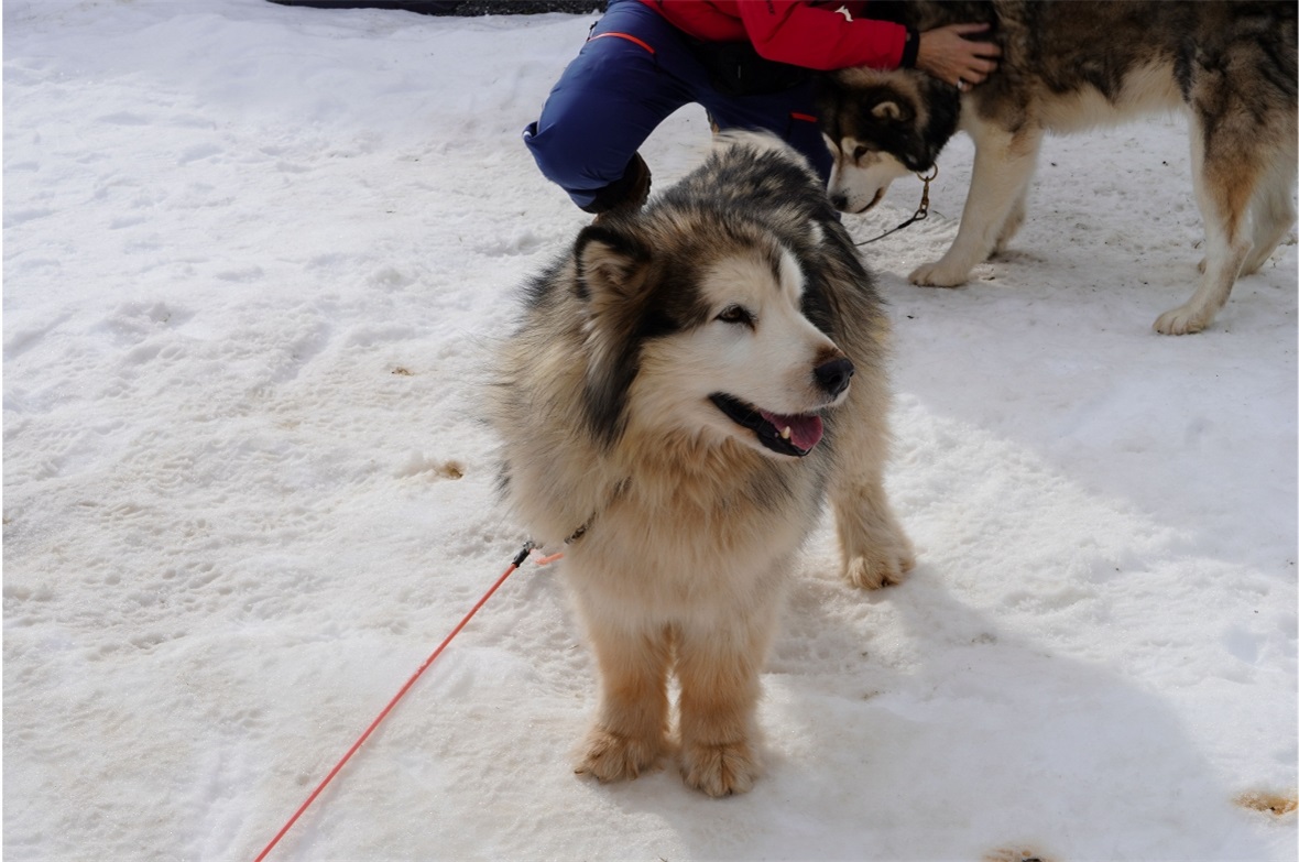 Die liebenswerten Hunde zogen viele Besuchende an.