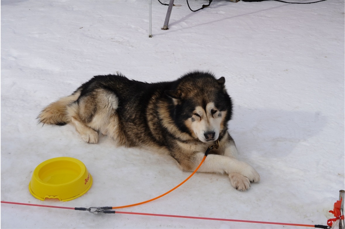 Die liebenswerten Hunde zogen viele Besuchende an.