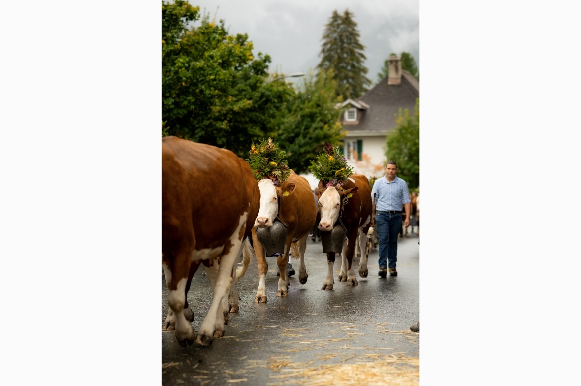 Die prächtig geschmückten Tiere begeisterten das Publikum aus nah und fern.