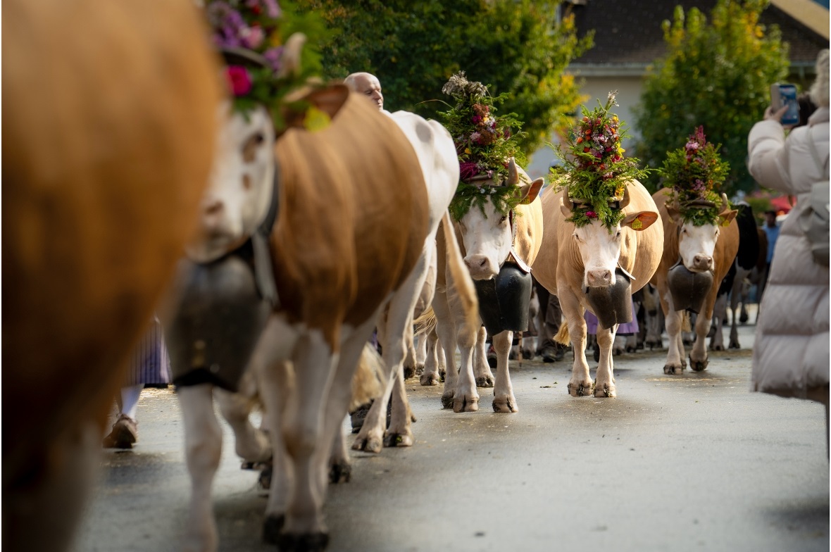 Die prächtig geschmückten Tiere begeisterten das Publikum aus nah und fern.