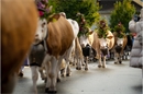 Die prächtig geschmückten Tiere begeisterten das Publikum aus nah und fern.