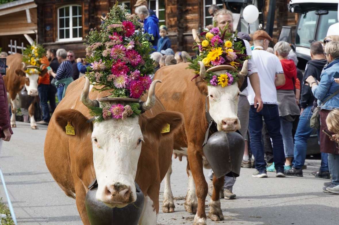Tradition berührt und begeistert Die prächtig geschmückten Tiere begeisterten gross und klein.