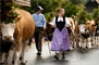 Die prächtig geschmückten Tiere der fünf Zügleten anlässlich des 29. Älplerfestes an der Lenk begeisterten das Publikum aus nah und fern.