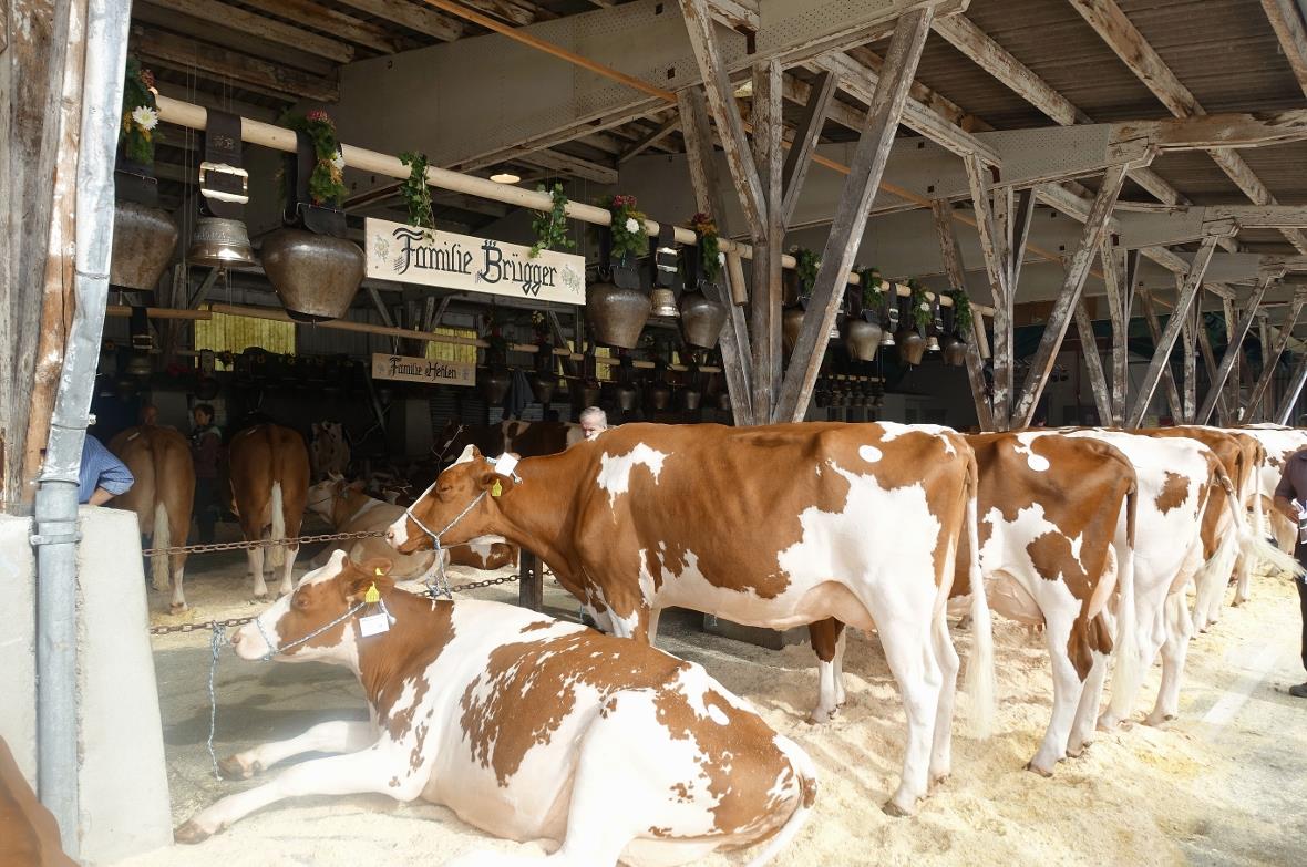 Die sieben VZV-Mitglieder erhielten von der Schweizerischen Schaukommission von ...