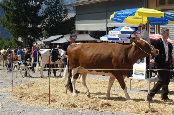 Die stolze SF-Kuh Stefanie wurde unter Applaus zum Höchstpreis versteigert.