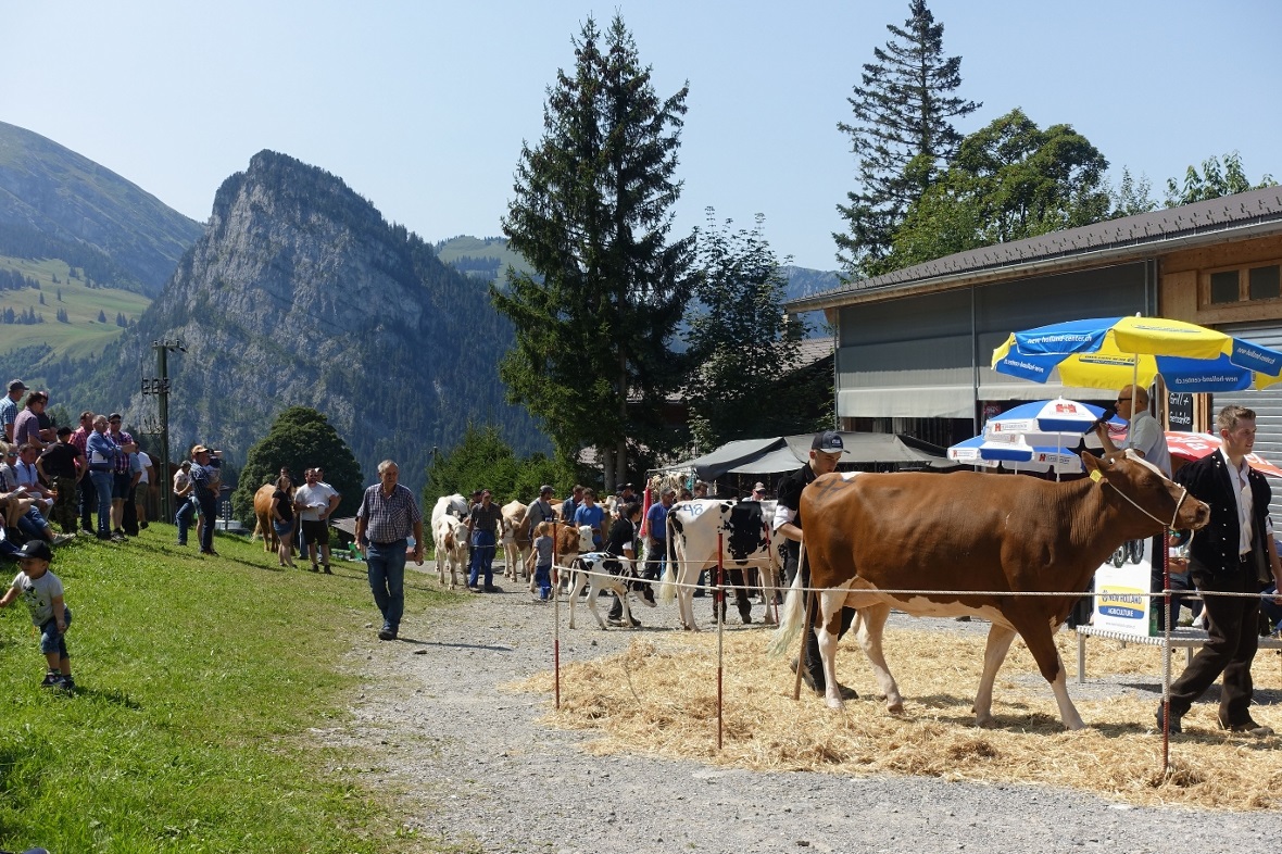 Die stolze SF-Kuh Stefanie wurde unter Applaus zum Höchstpreis versteigert.