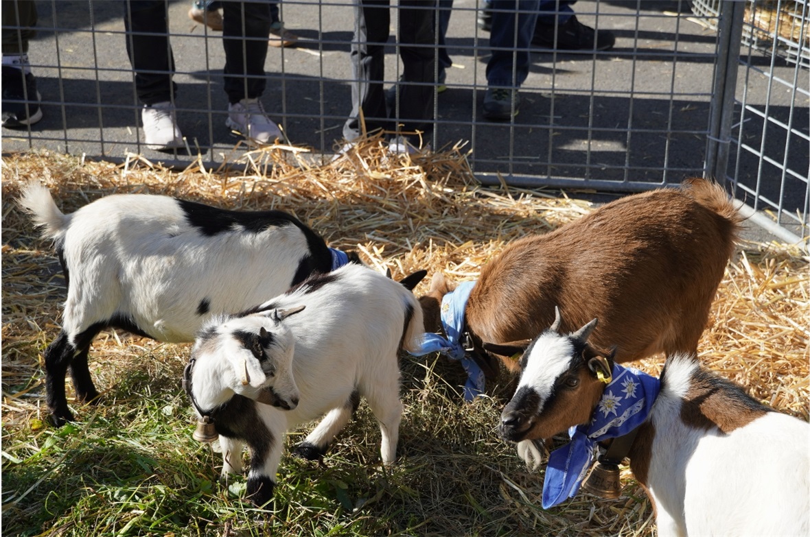 Die süssen Zieglein sorgten für Jöö-Momente.