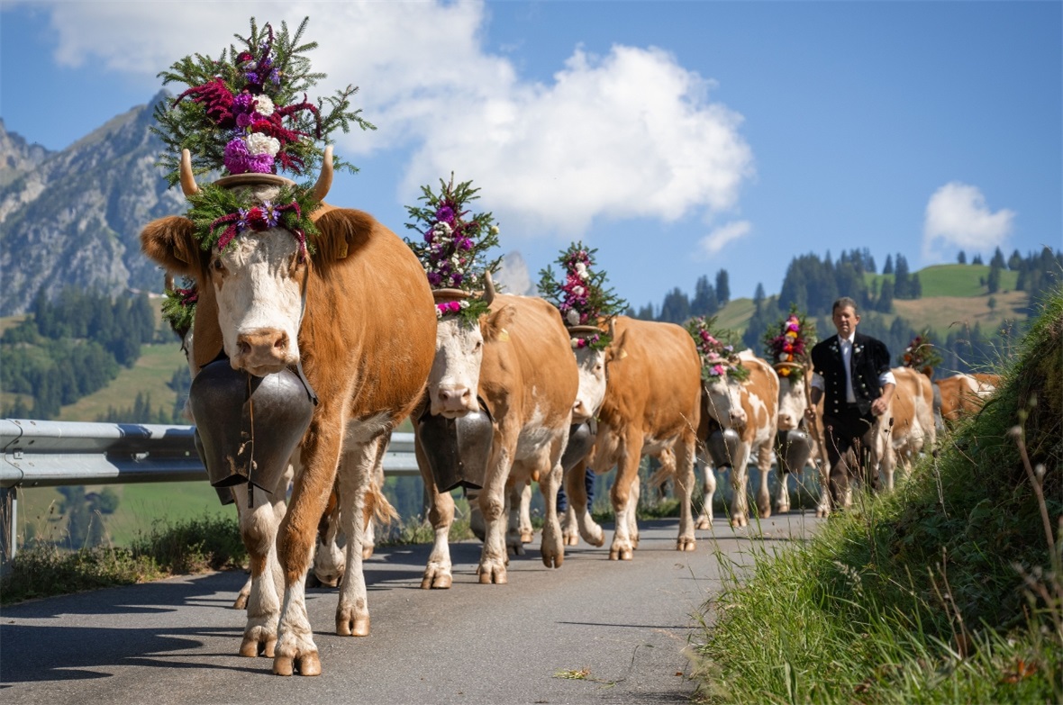 Ein traditionsreiches Fest für Gross und Klein Die traditionsreiche Alpabfahrt in St. Stephan ist ein grosses Ereignis für Mensch und Tier und fand heuer bei heissem, aber wunderschönem Wetter statt.