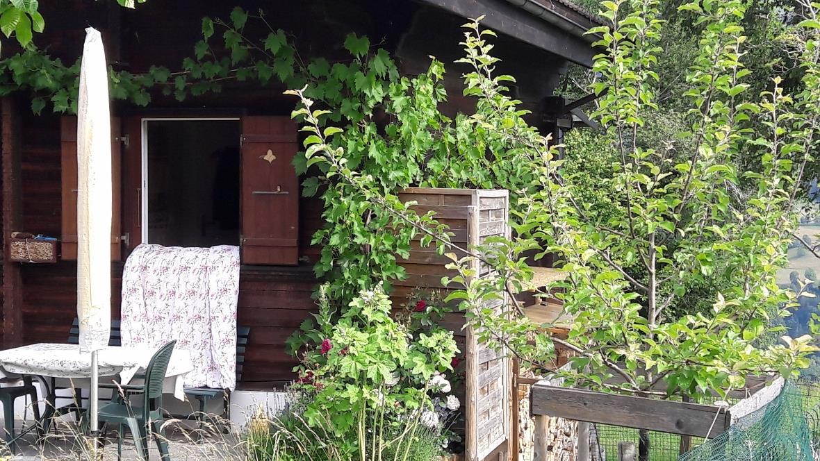 Die vermutlich höchst gelegene Weinrebe des Simmen- bzw. Diemtigtales: Oberhalb ...