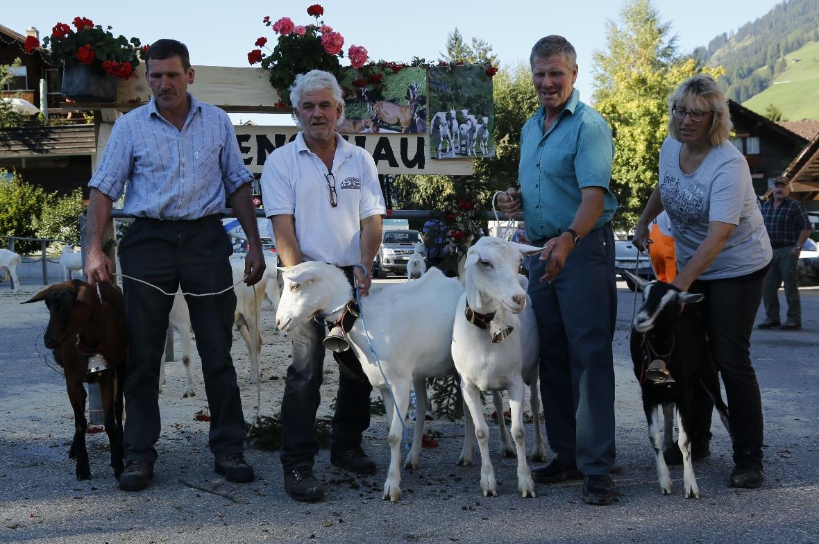 Die vier Züchter mit ihren Missen: Hansueli Klopfenstein mit Miss Obersimmental,...